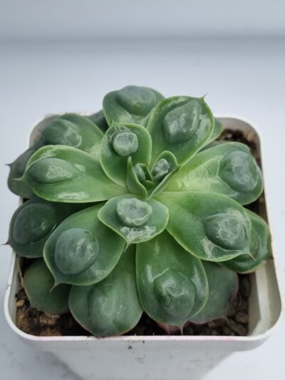 Echeveria Parva Raindrops