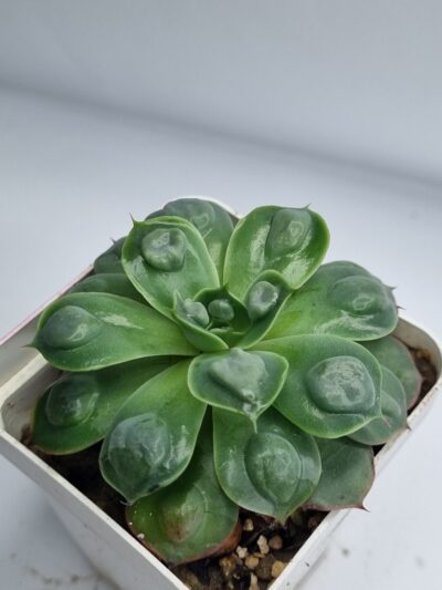 Echeveria Parva Raindrops - Зображення 2
