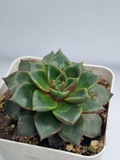Echeveria purpusorum Red - Зображення 2