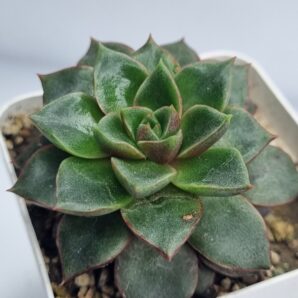 Echeveria purpusorum Red