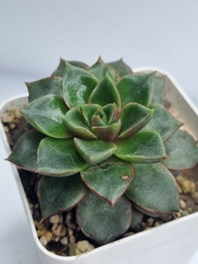 Echeveria purpusorum Red