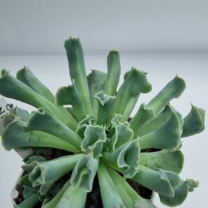 Echeveria Nichi (велика)