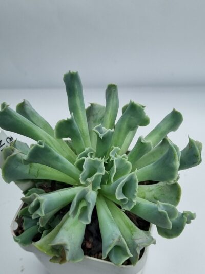 Echeveria Nichi (велика)