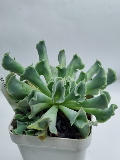 Echeveria Nichi (велика) - Зображення 2