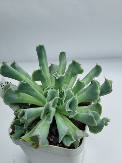 Echeveria Nichi (велика) - Зображення 3