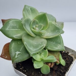 Echeveria Bainesii