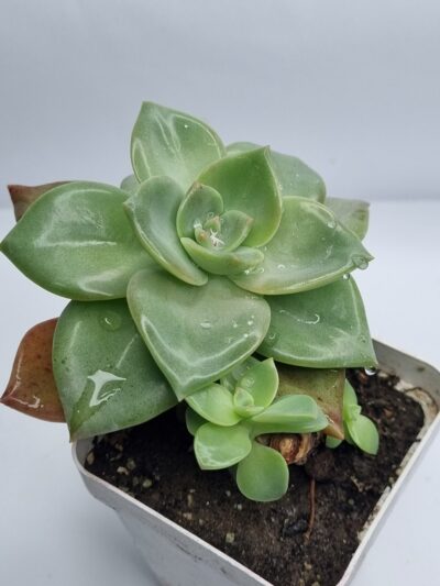 Echeveria Bainesii