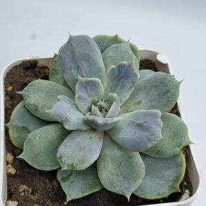Echeveria Vampire Appaloosa