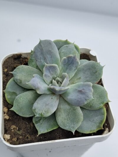 Echeveria Vampire Appaloosa