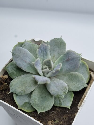 Echeveria Vampire Appaloosa - Зображення 2