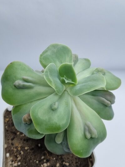 Echeveria Paul Bunyan - Зображення 2