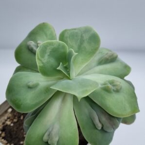 Echeveria Paul Bunyan