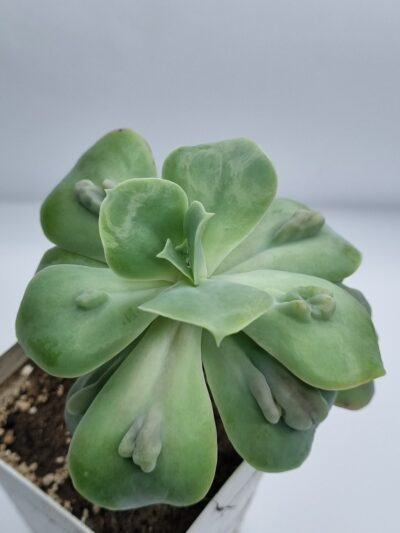 Echeveria Paul Bunyan