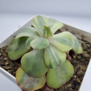 Echeveria Anfang var