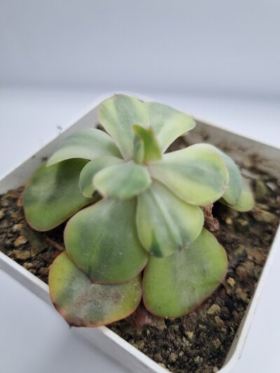 Echeveria Anfang var