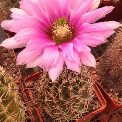 Echinocereus fendleri v. kuenzleri "hempelii"SB187 -насіння-