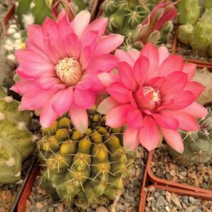 Gymnocalycium baldianum -cultivare-насіння-