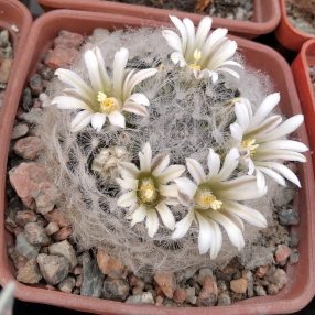 Mammillaria aureilanata v. alba -MG-насіння-