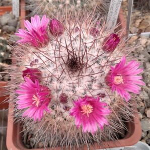 Mammillaria lidsayi v. rubriflora -насіння-