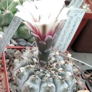 Gymnocalycium quehlianum P160 - насіння-