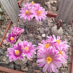 Turbinicarpus valdesianus HO246 -насіння-