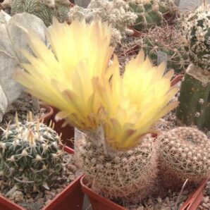 Notocactus winkleri -насіння-