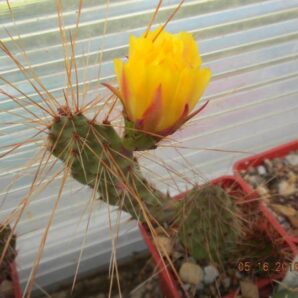 Opuntia tilcarensis v. rubrispina cv.”Fuchs”- пагони-