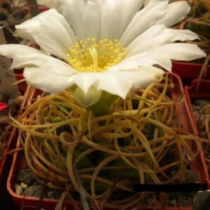 Gymnocalycium monvillei v. steineri LF95 -насіння-