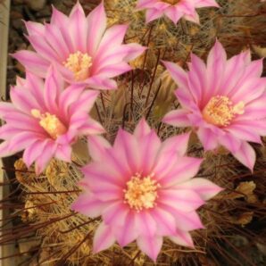 Krainzia longiflora v. stampferi -MG- насіння-