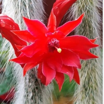 Hildewintera coladenomonis -пагони з корінням- - Зображення 4
