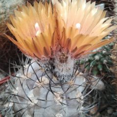 Pyrrhocactus spec.HV748 - насіння-
