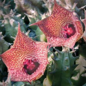 Huernia whitesloaniana -пагони-