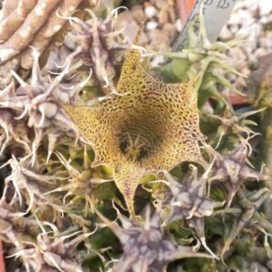 Huernia saudi-arabica - пагони-