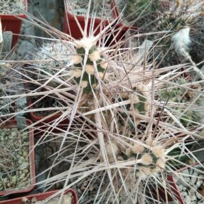 Maihueniopsis darvinii v. hickenii BKN78 -extrem form-пагони-