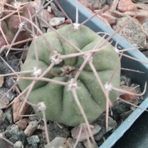 G. castelanosii v. armillatum JO1433-