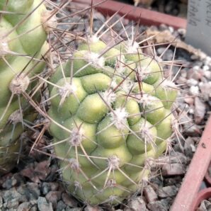 Weingarthia kargliana -rare-