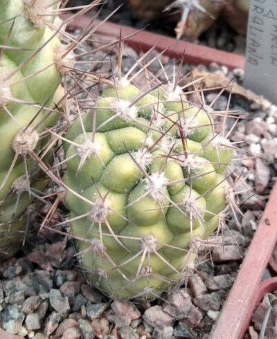 Weingarthia kargliana -rare-