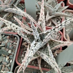 Aloe hybr.