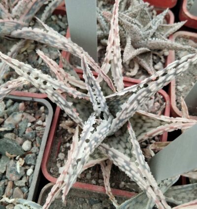 Aloe hybr.