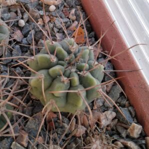 Gymnocalycium hossei? -long spined form-
