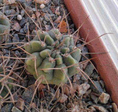 Gymnocalycium hossei? -long spined form-