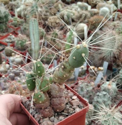 Maihueniopsis deflexispinus -пагони-