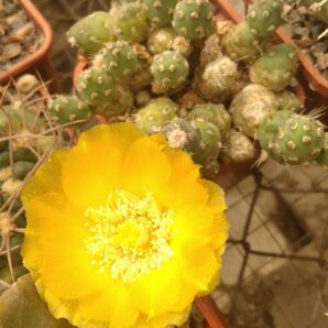 Maihueniopsis ovata -пагони-