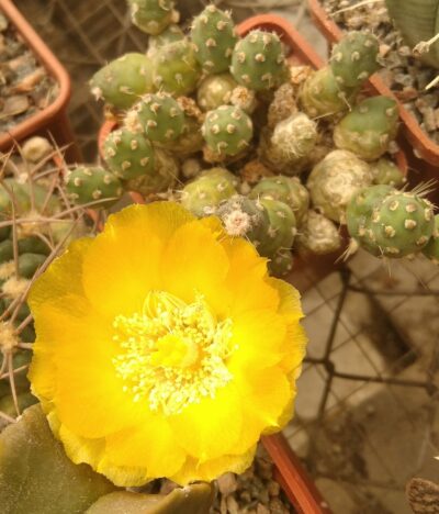 Maihueniopsis ovata -пагони-