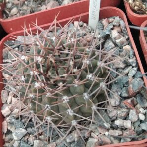 Gymnocalycium ochoterenae v. scoparium - cube-7cm-