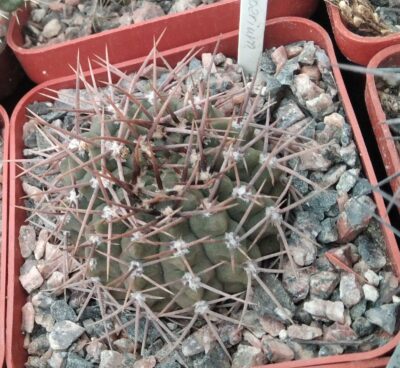 Gymnocalycium ochoterenae v. scoparium - cube-7cm-