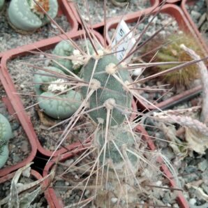 Maihueniopsis darvinii MK126