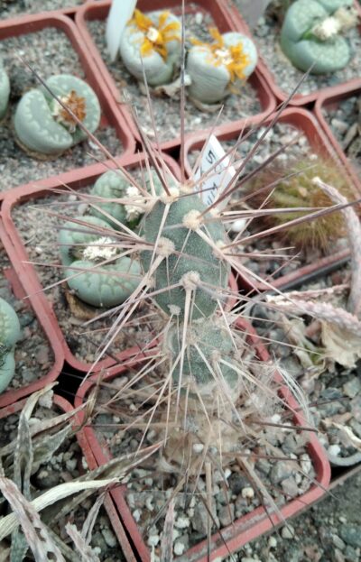 Maihueniopsis darvinii MK126