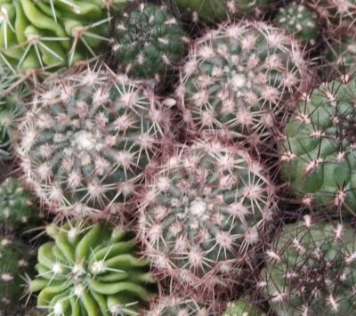 Notocactus winkleri -MG-