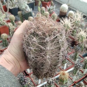 Astrophytum capricorne “Weisse Stachel”-Koehres-diam.-10cm-
